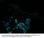 SLC13A4 Antibody