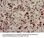 USP22 Antibody
