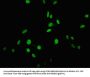 USP22 Antibody