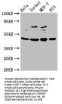 PA2G4 Antibody