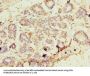 PA2G4 Antibody