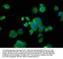 PA2G4 Antibody