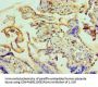ANAPC5 Antibody