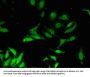 FBXO3 Antibody
