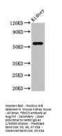 FBXO3 Antibody