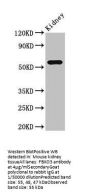 FBXO3 Antibody