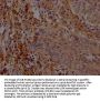 AGO1 Antibody