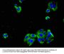 PCDHGC3 Antibody