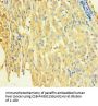 STX8 Antibody