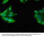 GAB2 Antibody