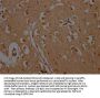 CAMK2A Antibody