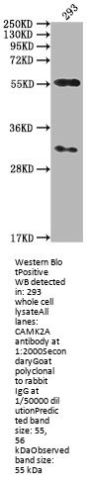 CAMK2A Antibody
