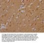 CAMK2A Antibody