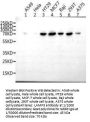 LAMP3 Antibody