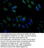 LAMP3 Antibody