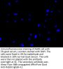LAMP3 Antibody