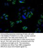 LAMP3 Antibody