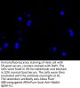 LAMP3 Antibody