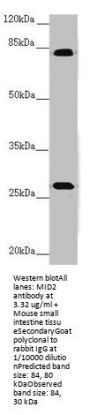 MID2 Antibody