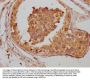 VPS28 Antibody