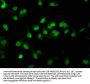 RALY Antibody