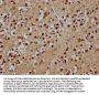 TENM1 Antibody