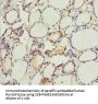 MTUS1 Antibody