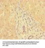 PPM1H Antibody