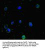 PPM1H Antibody