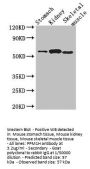 PPM1H Antibody