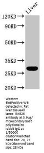 RAB26 Antibody