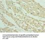 ANAPC10 Antibody