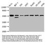 PLAGL1 Antibody