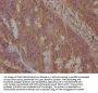 NENF Antibody