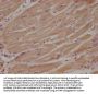 NENF Antibody