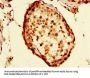 FAF1 Antibody