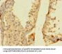 PLCL2 Antibody