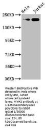 MYH2 Antibody