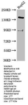 INO80 Antibody