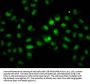 INO80 Antibody