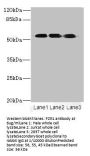 FZR1 Antibody