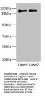 ICAM5 Antibody