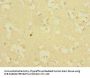 ICAM5 Antibody