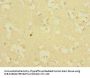 ICAM5 Antibody
