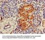 UBQLN1 Antibody