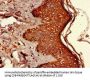 UBQLN1 Antibody