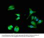 UBQLN1 Antibody