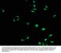 DAPP1 Antibody