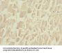 PLA2G4C Antibody