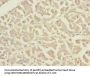 PLA2G4C Antibody